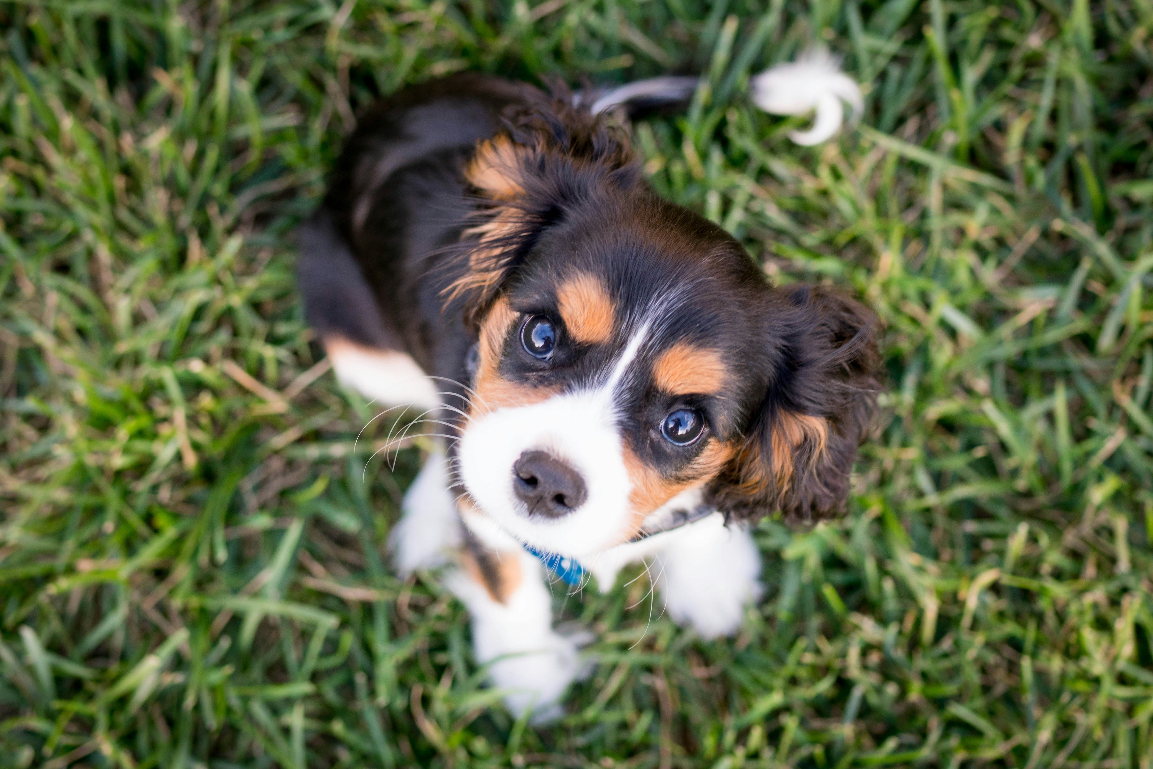Getting a puppy: What to consider beforehand