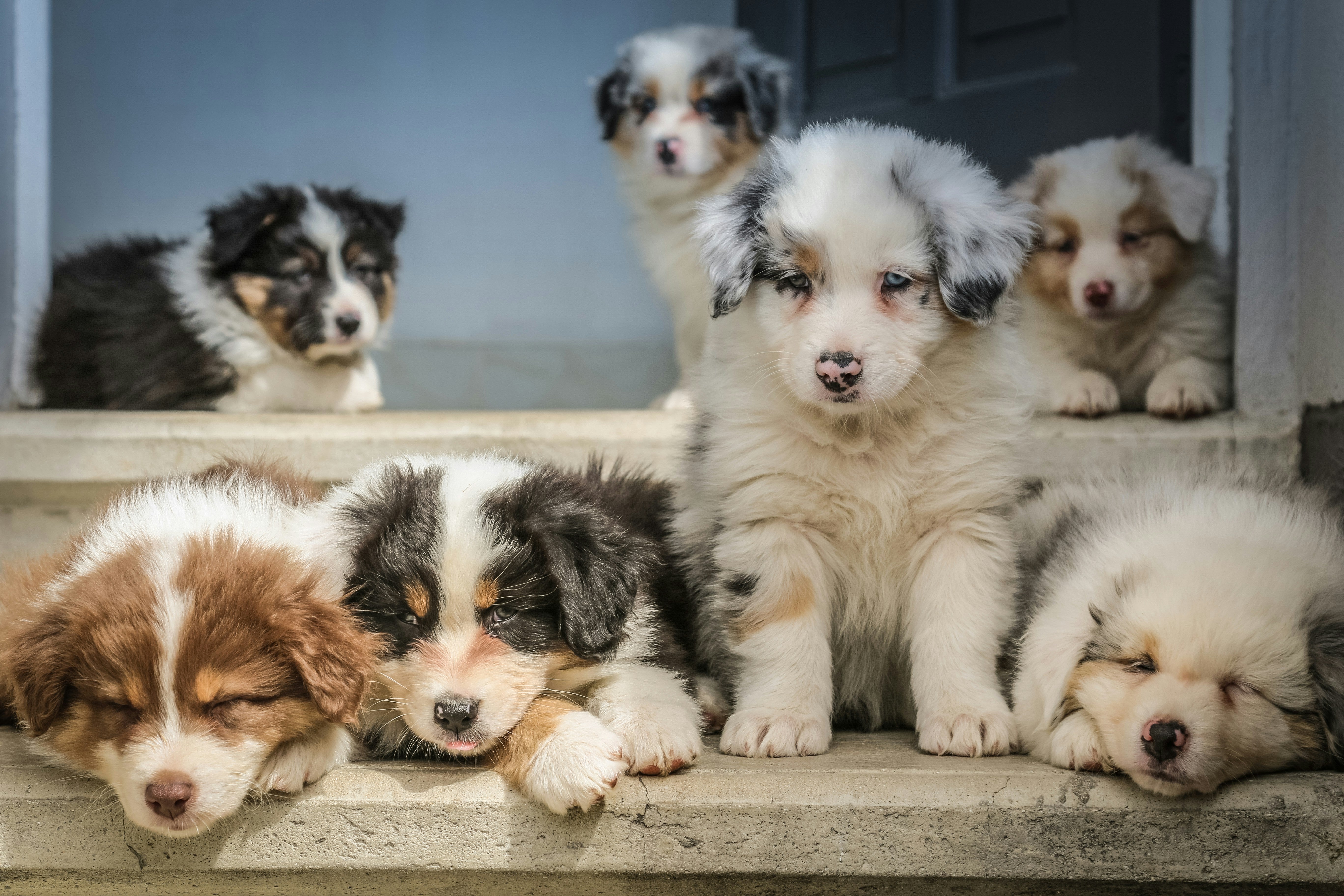 Essential items to buy for your dog