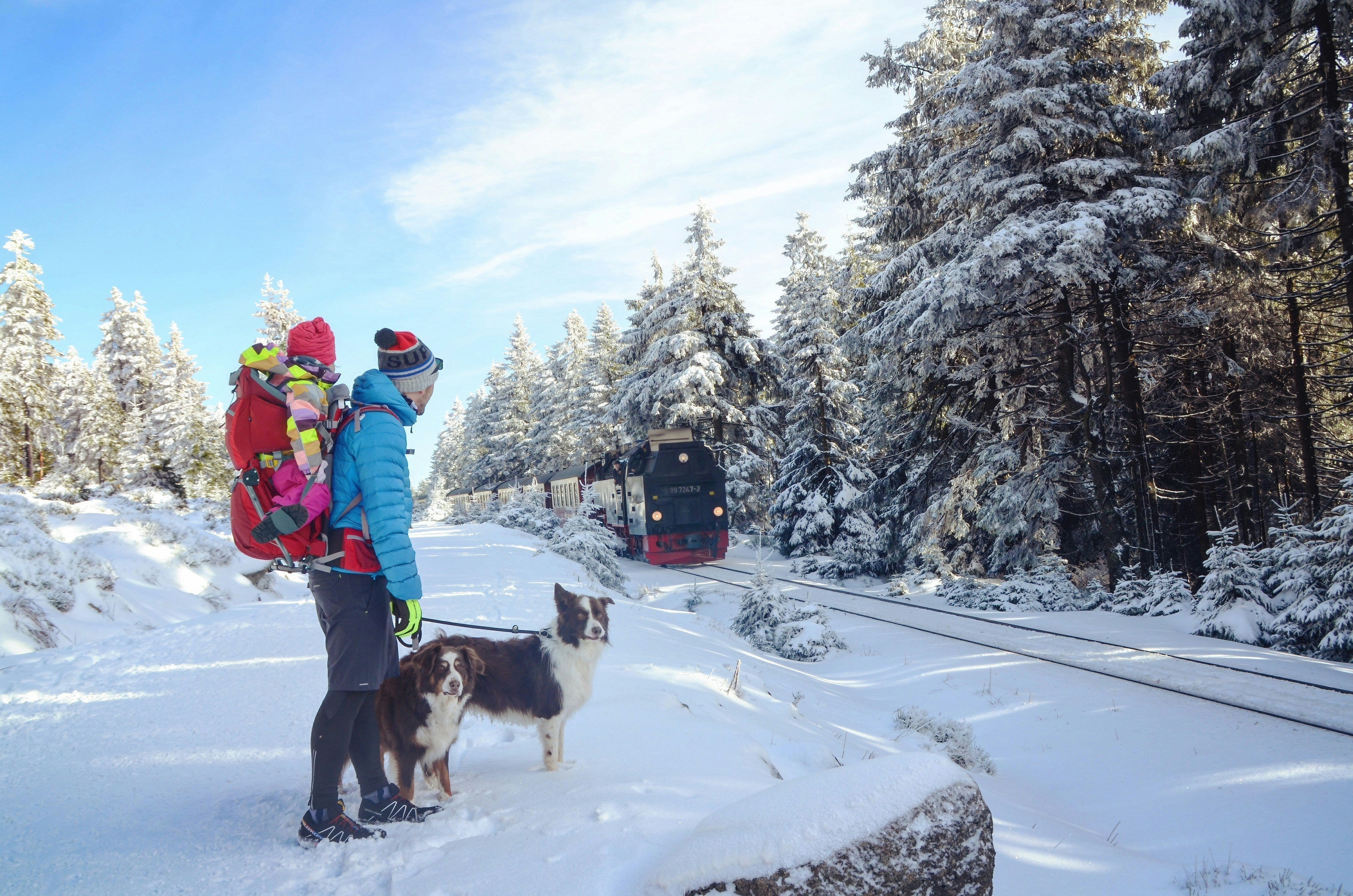 Are hands-free leashes good for dogs?