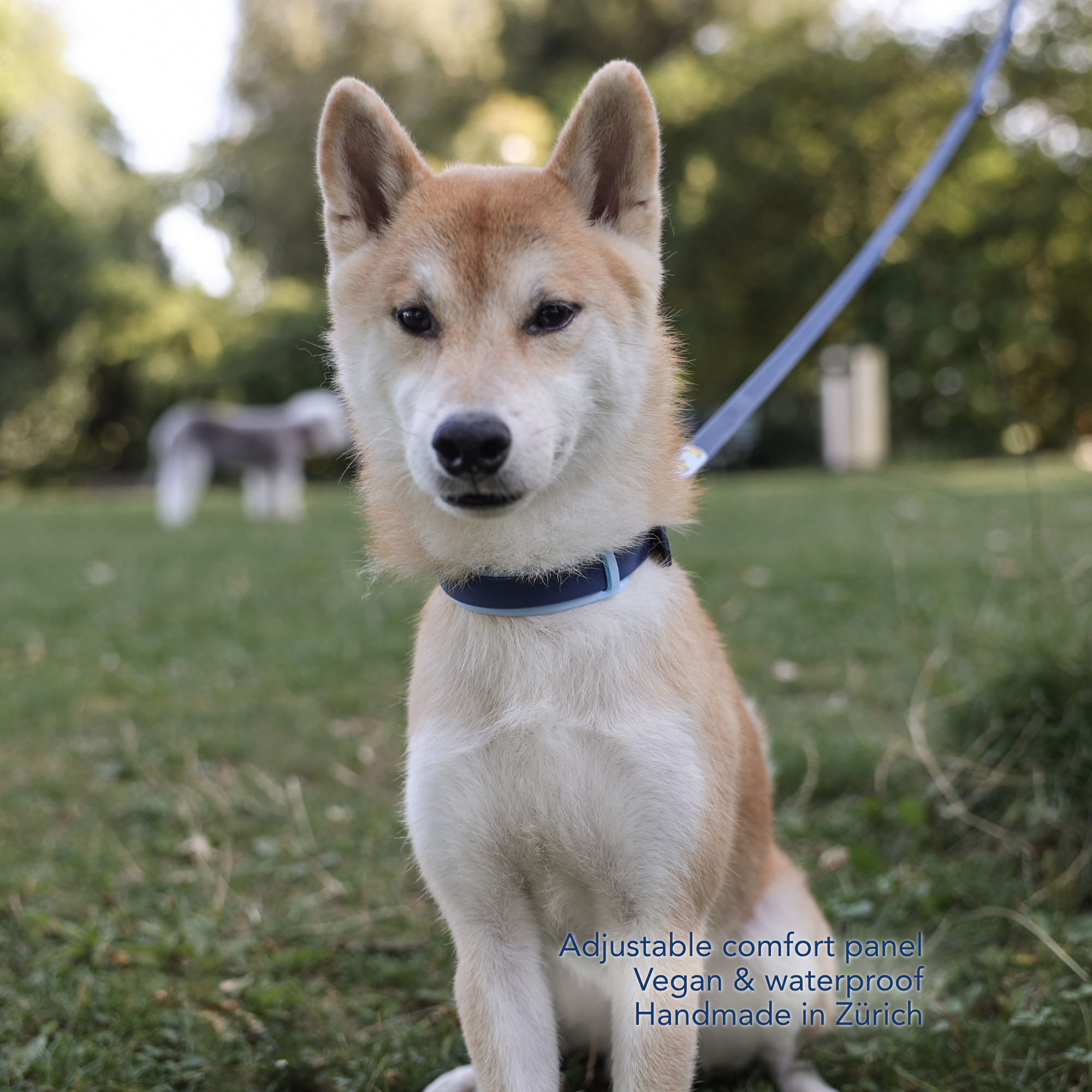 A Shiba Inu dog wearing a navy blue collar with a light blue trim, sitting on a grassy lawn. The collar features an adjustable comfort panel. #lang_en
