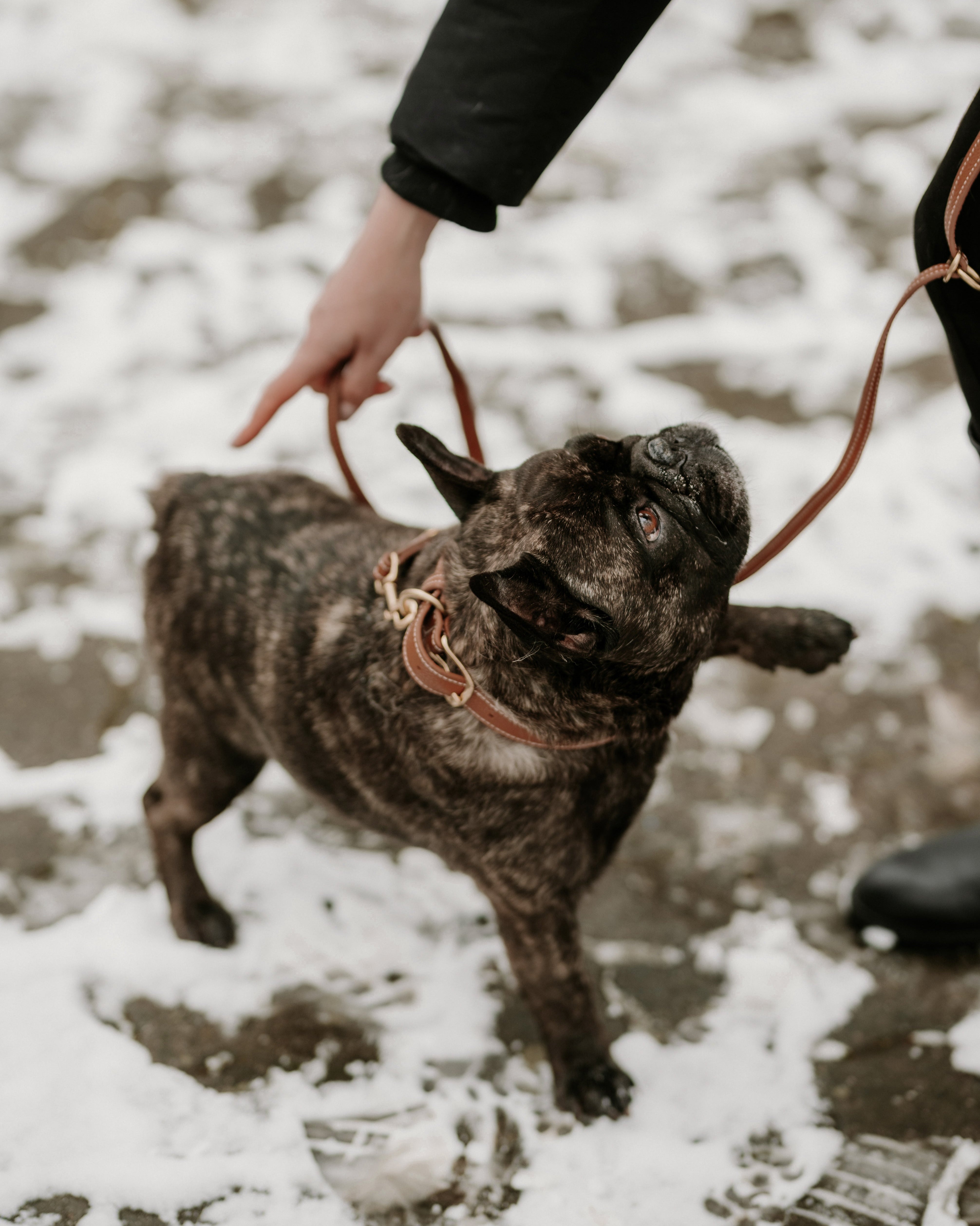 French Bulldog with its owner in a snowy park lifting its paw