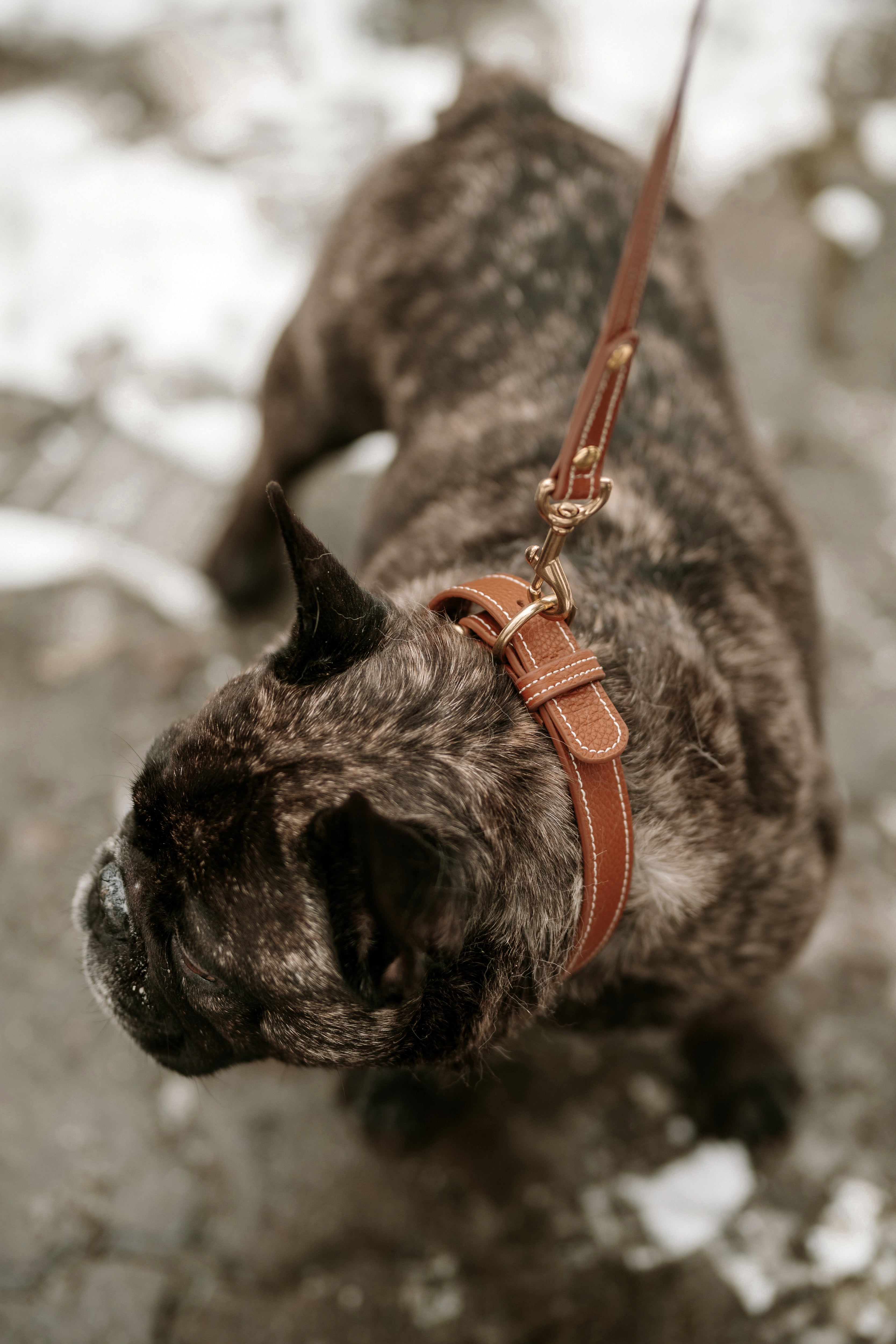 Signature Leather Collar in Chestnut