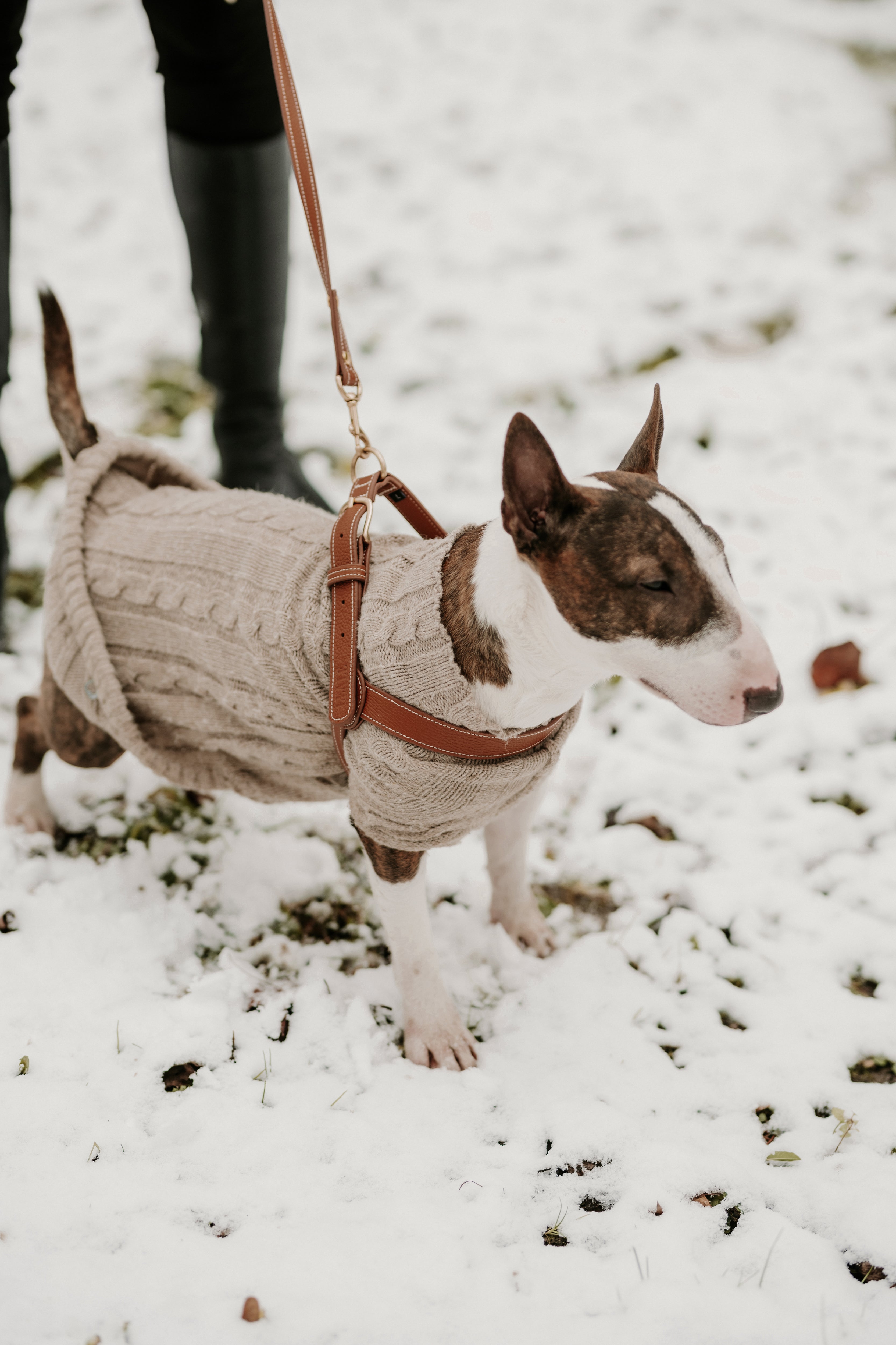 Signature Leather Harness in Chestnut