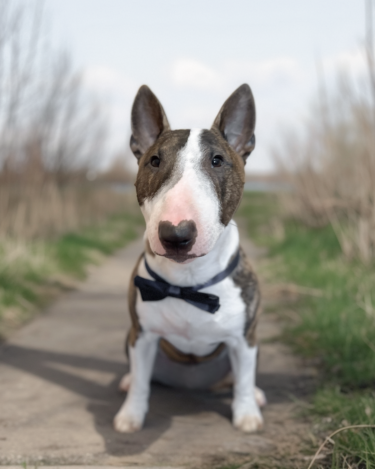 Miniature bullterrier sitting on a path in nature