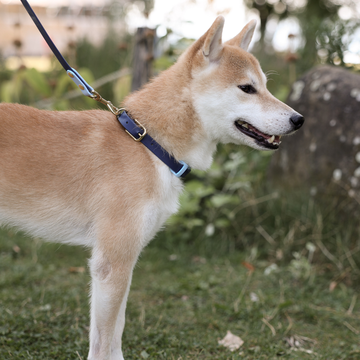 A tan and white Shiba Inu dog wearing a navy blue collar with gold hardware and a matching navy leash, standing on a grassy outdoor lawn.