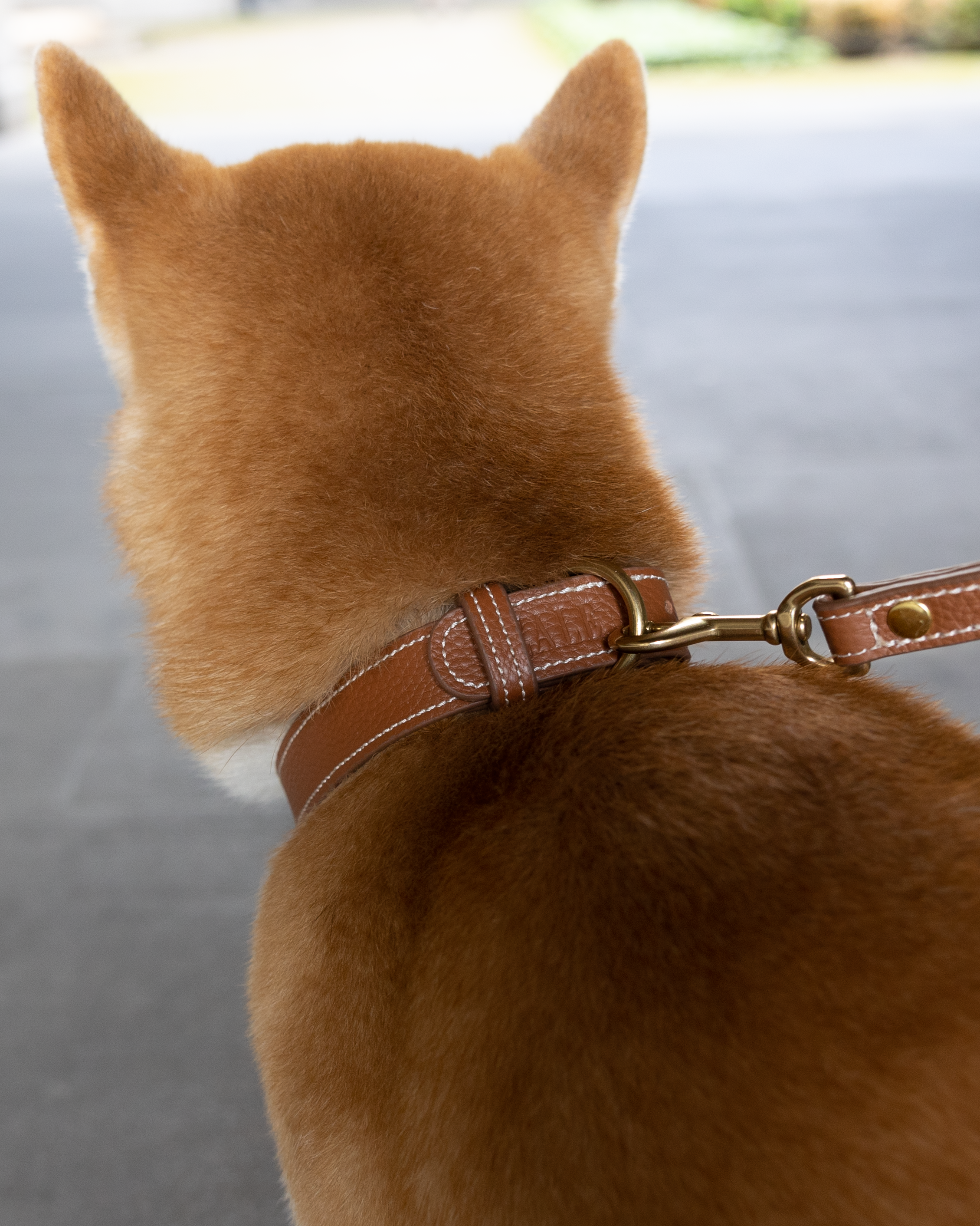 Close up image of a dog's head wearing a collar