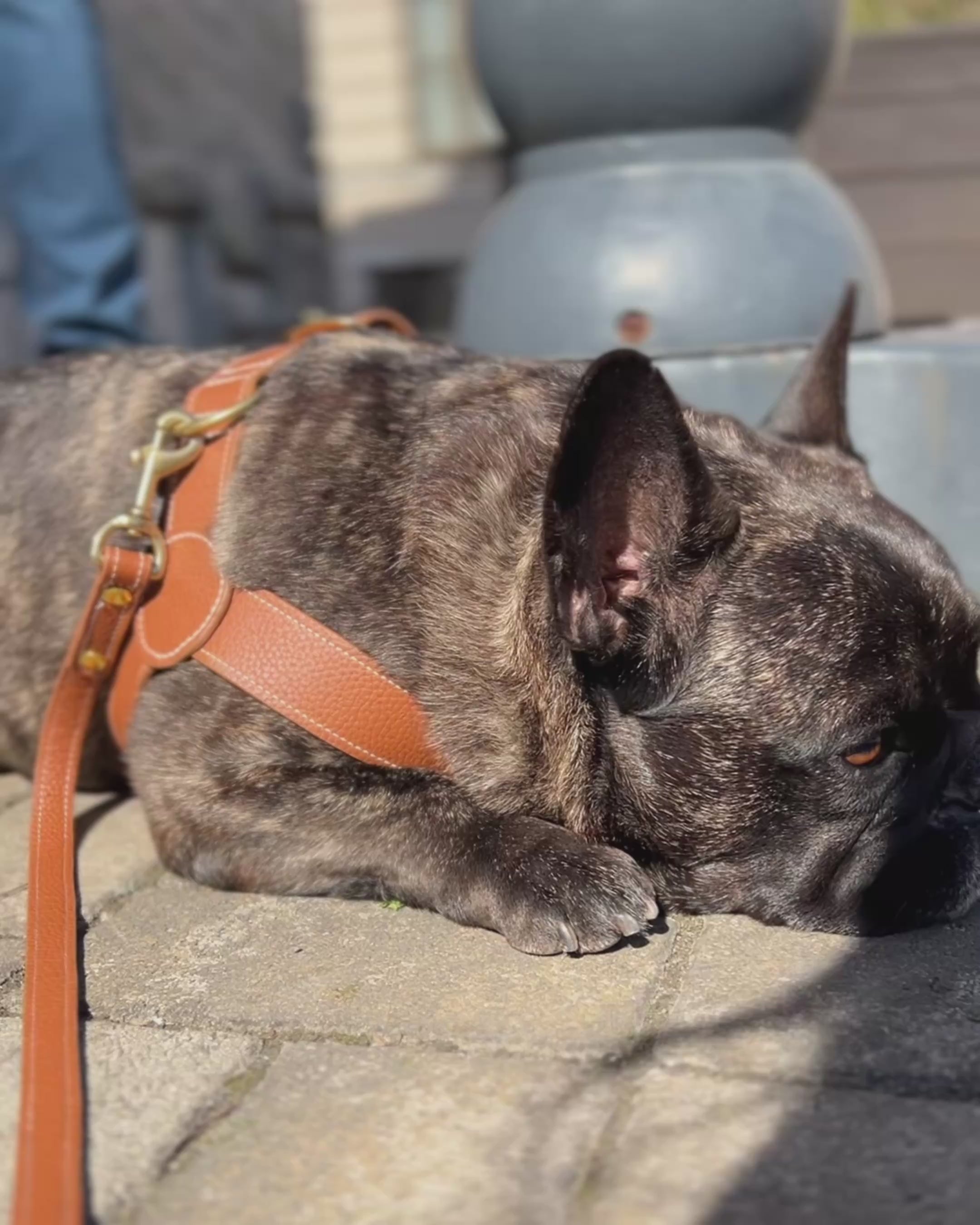 Leather dog harness