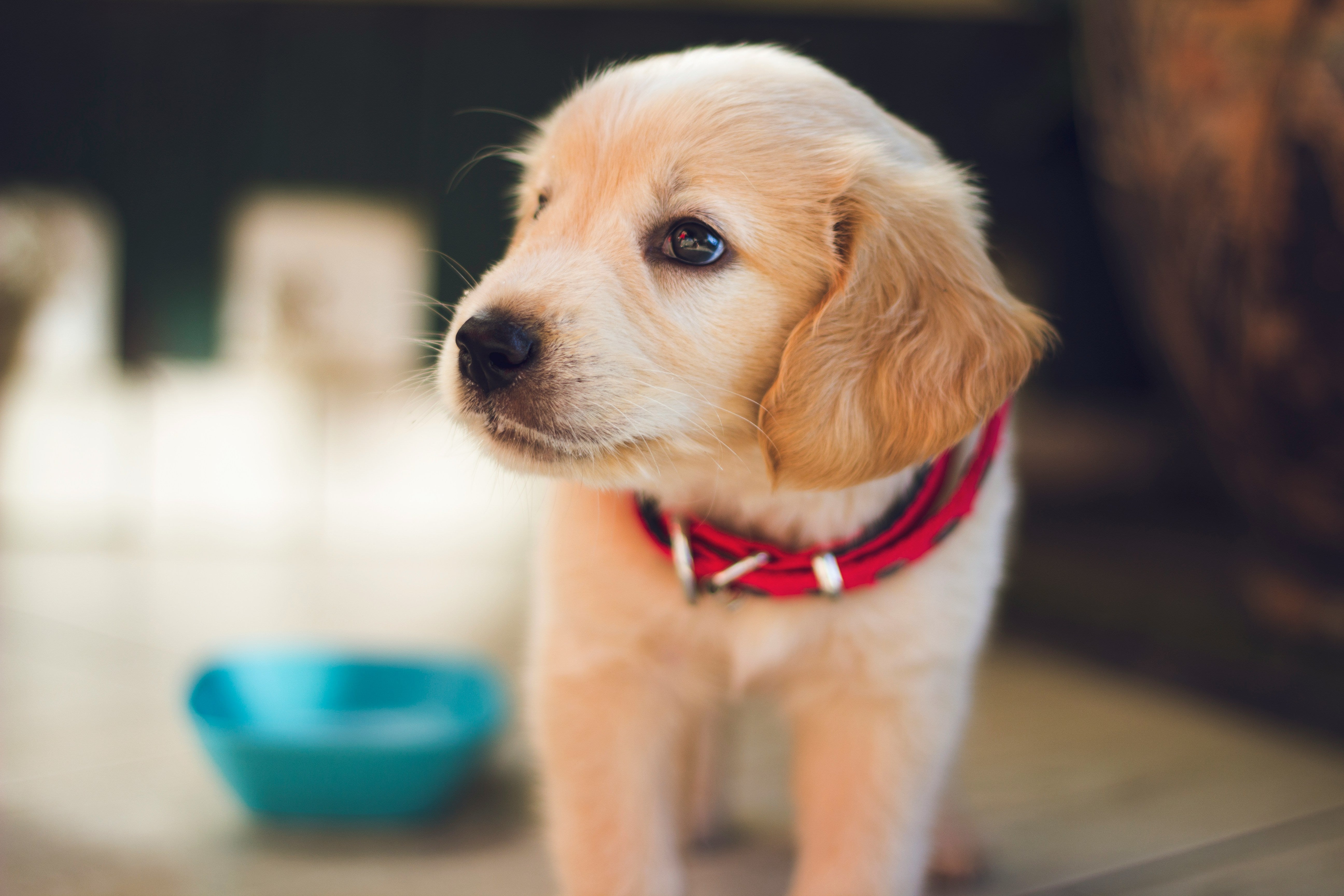 The World’s biggest dog lovers: Which countries spend the most on their canine companions?