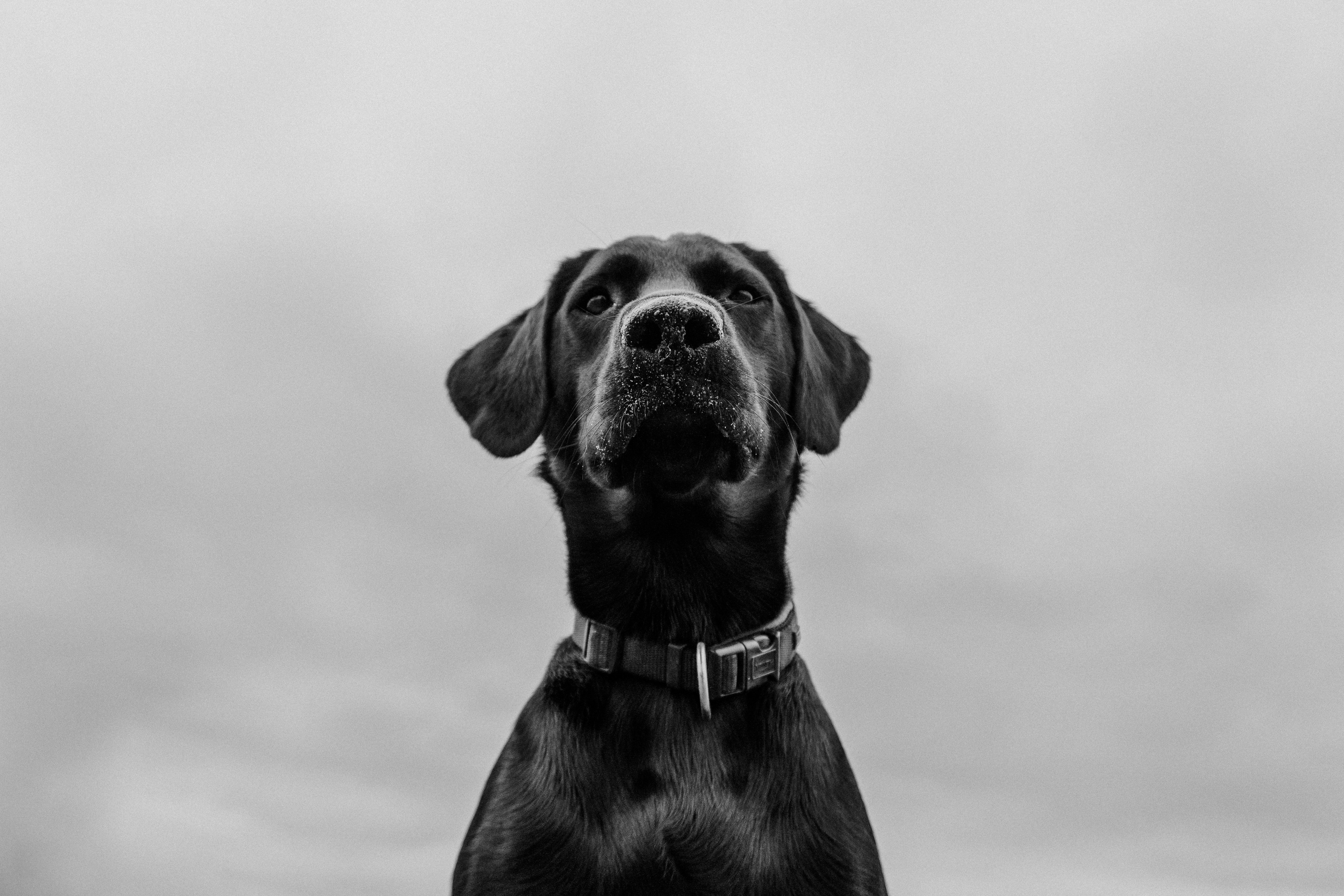 Top 5 dog breeds for first-time owners: a beginner’s guide