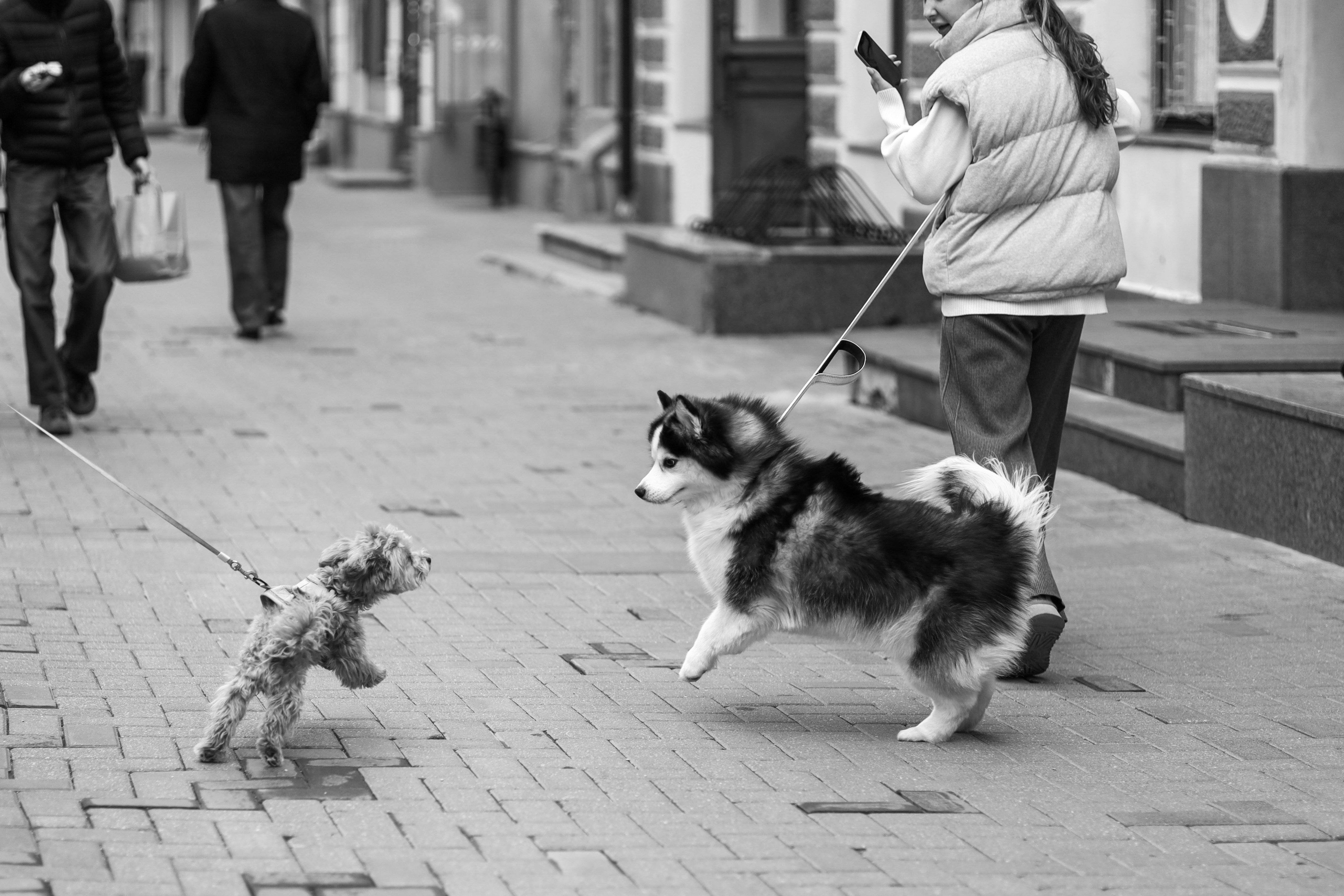 How to choose a dog leash: A complete guide