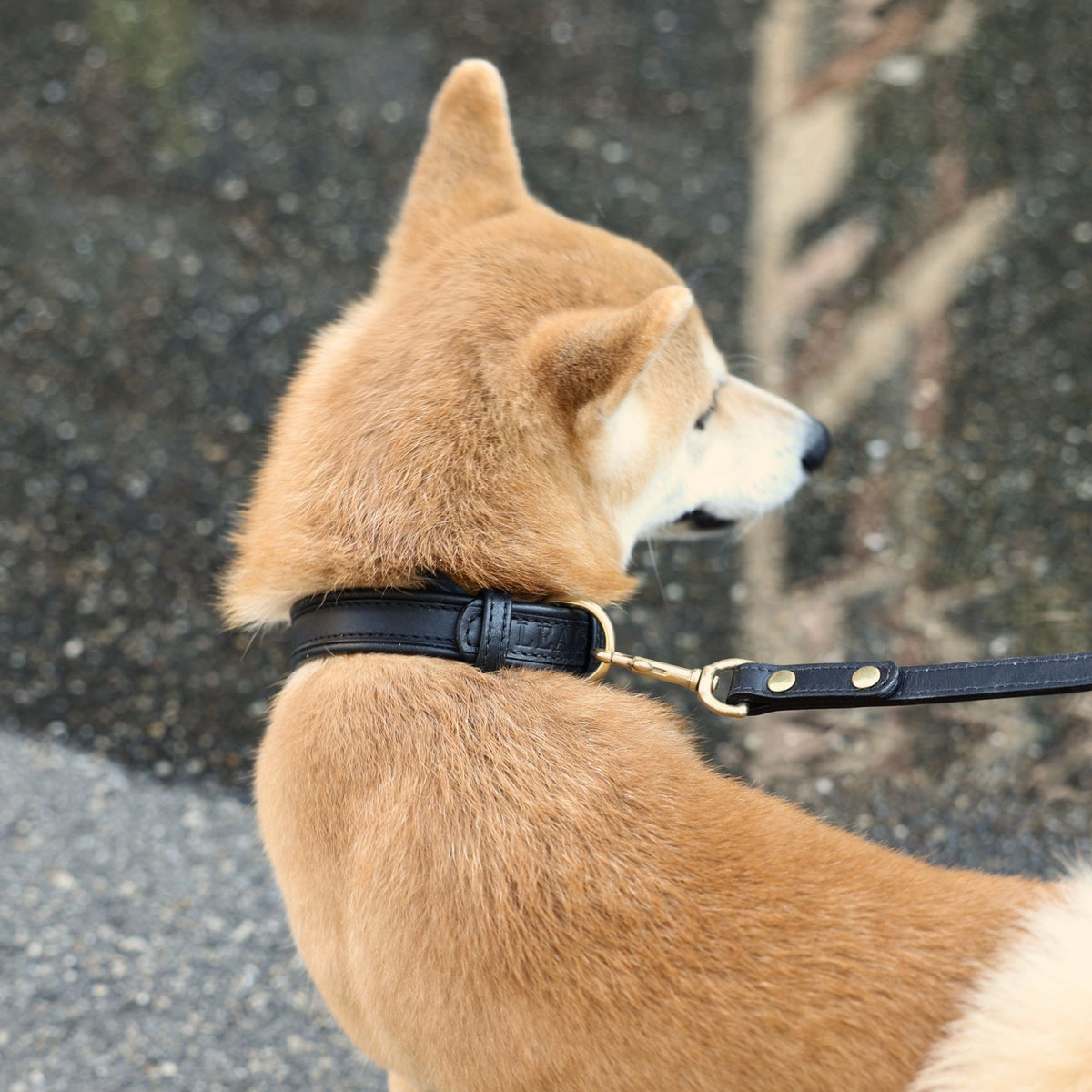 Signature Leather Collar in Black