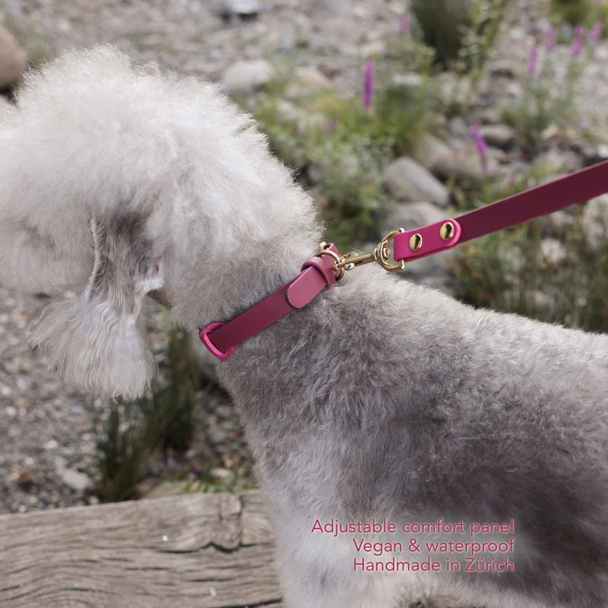 A close-up side view of a fluffy light gray dog outdoors wearing a magenta-pink leather dog collar with gold-tone hardware and a matching leash. Pink text in the lower right corner reads 'Adjustable comfort panels Vegan & waterproof Handmade in Zurich'. #lang_en