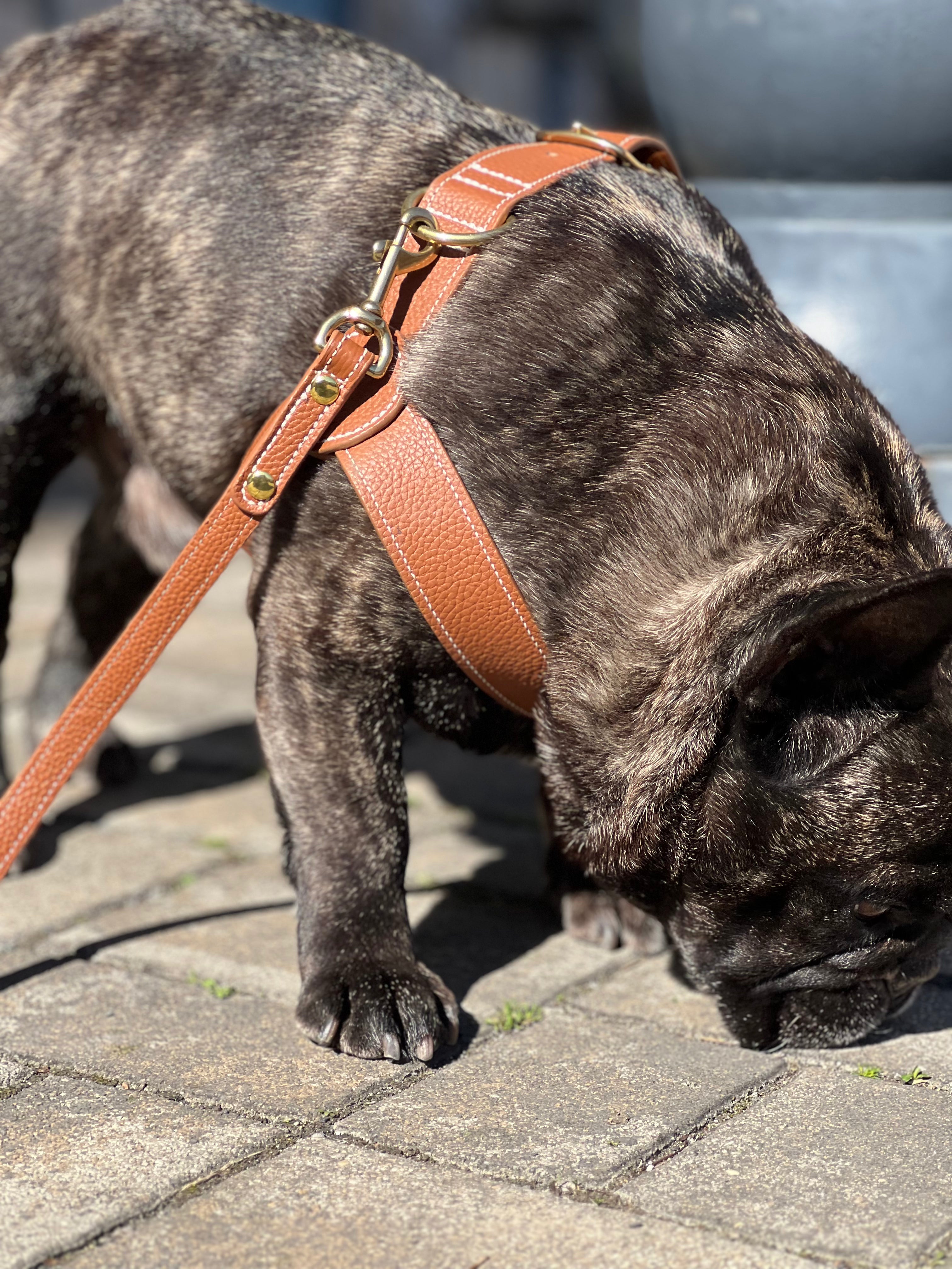 Signature Leather Harness in Chestnut