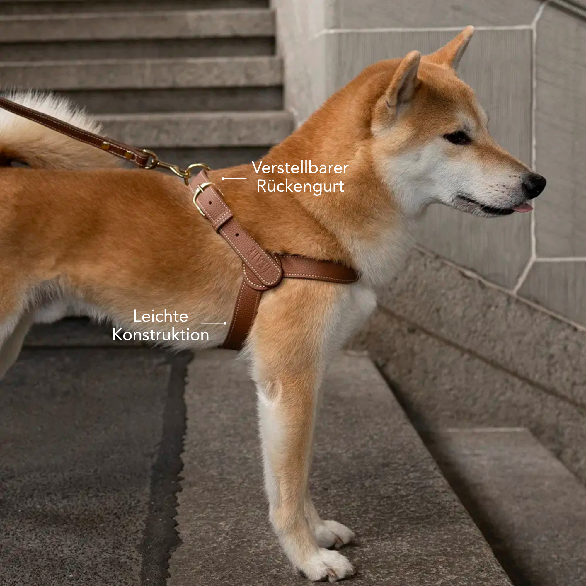 Hund mit Geschirr aus braunem Leder #lang_de