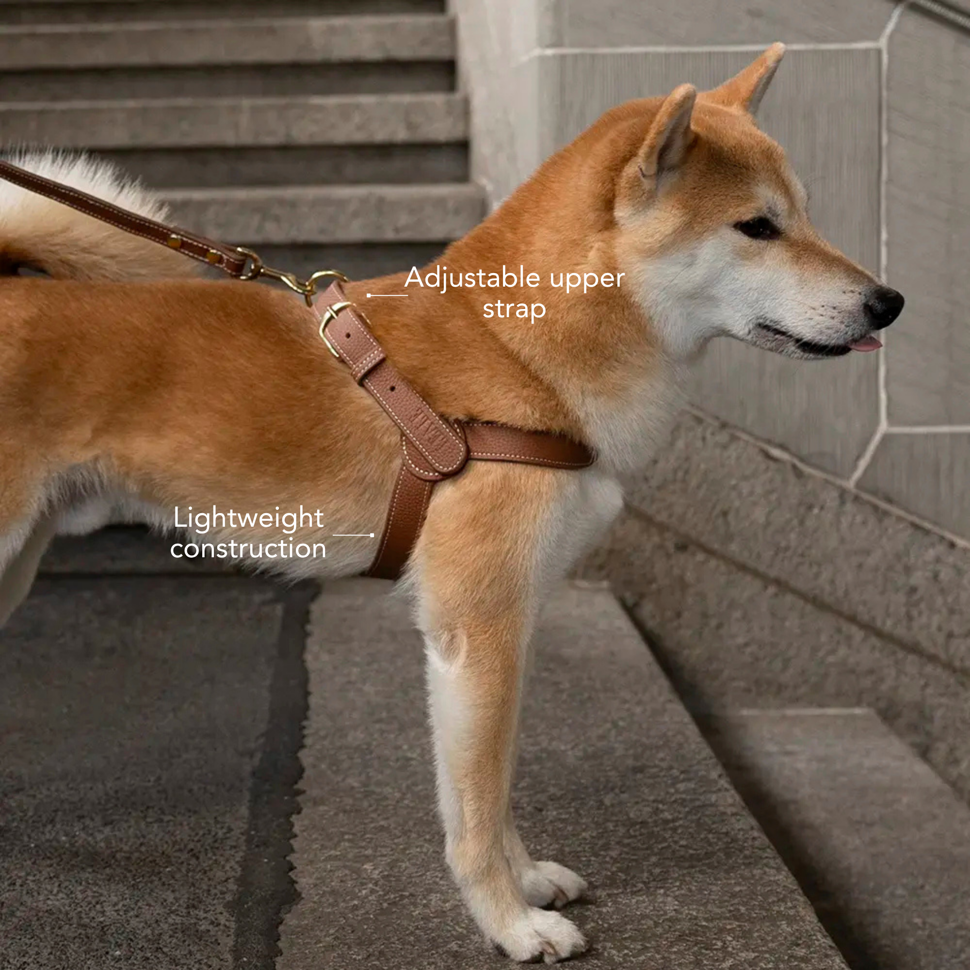 Closeup image of a dog from the side wearing a harness #lang_en